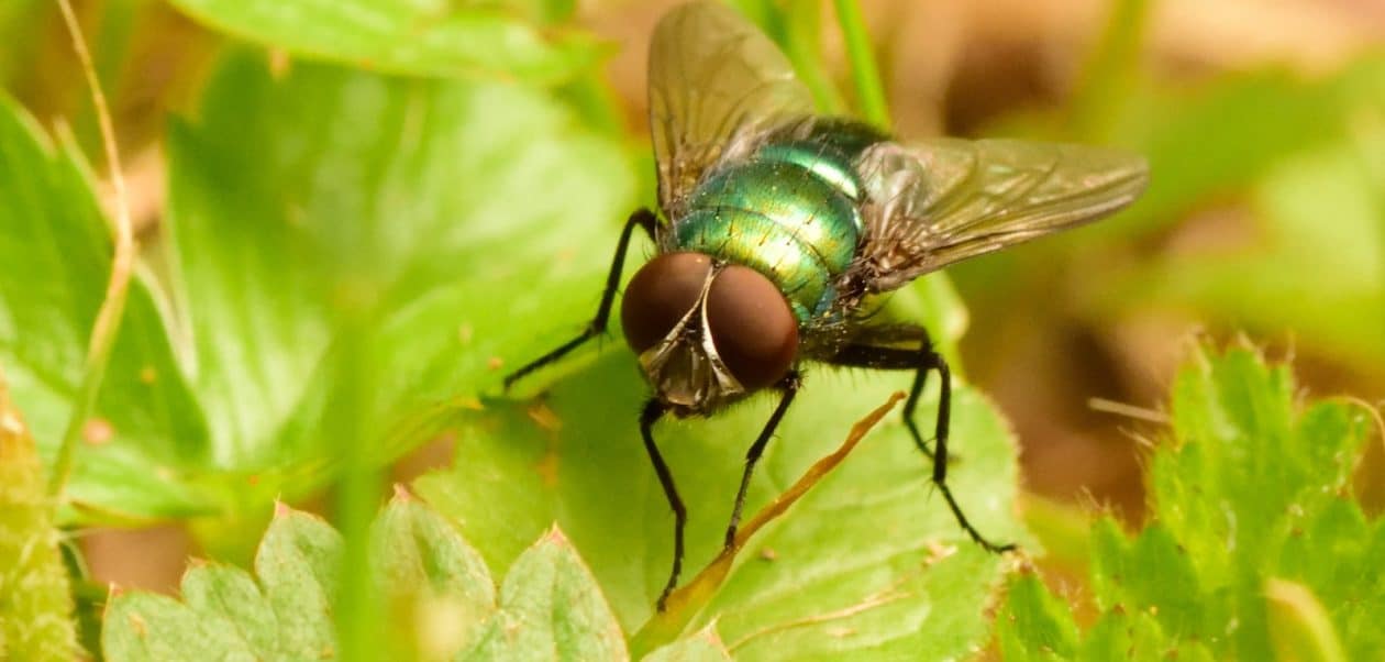 black fly perched on green leaf