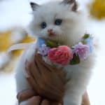 Person Holding White Kitten With Flowers Necklace