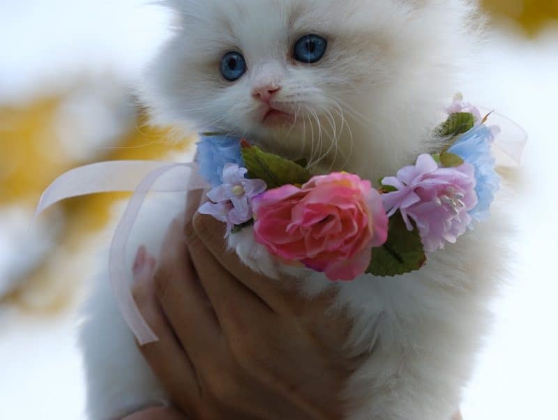 Person Holding White Kitten With Flowers Necklace