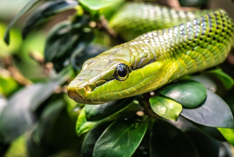 a green snake on a branch of a tree