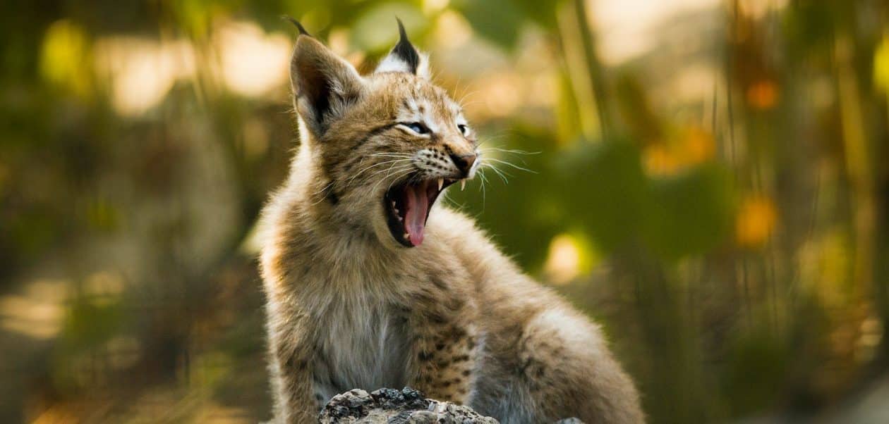 selective focus photography of lynx cub