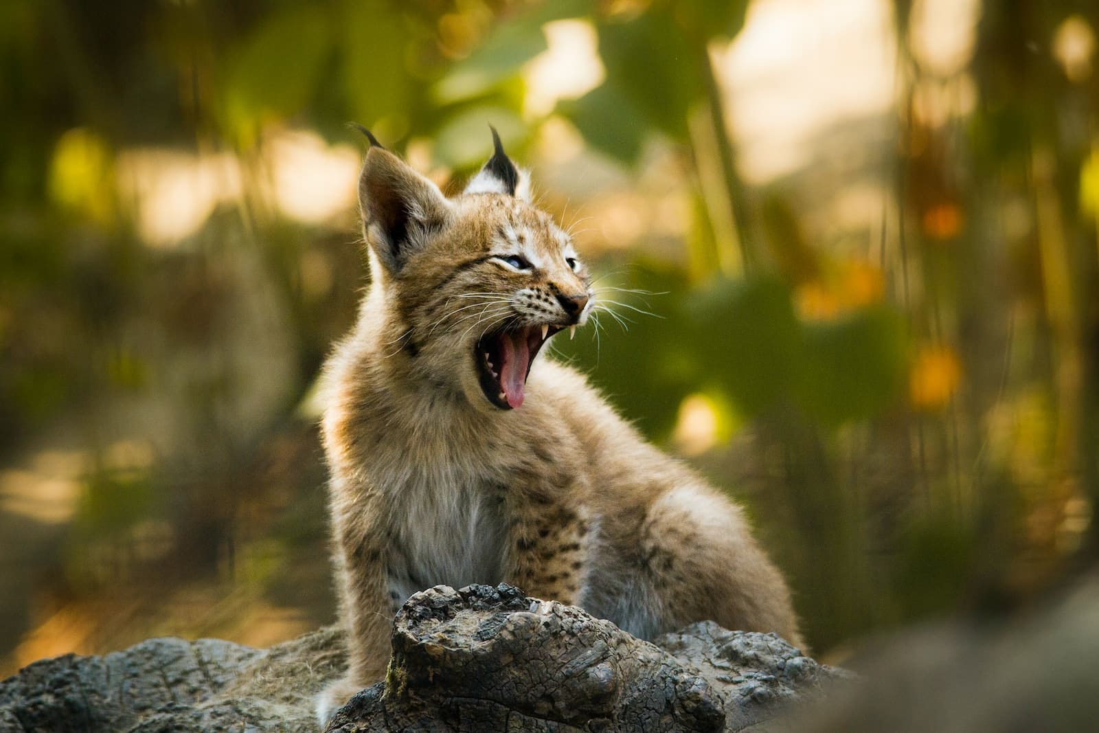 selective focus photography of lynx cub