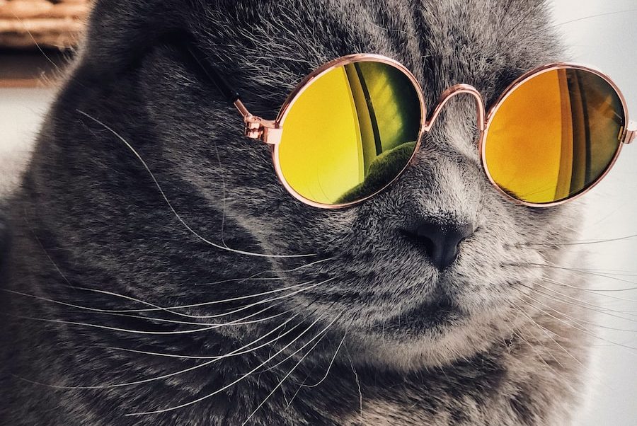 Russian blue cat wearing yellow sunglasses