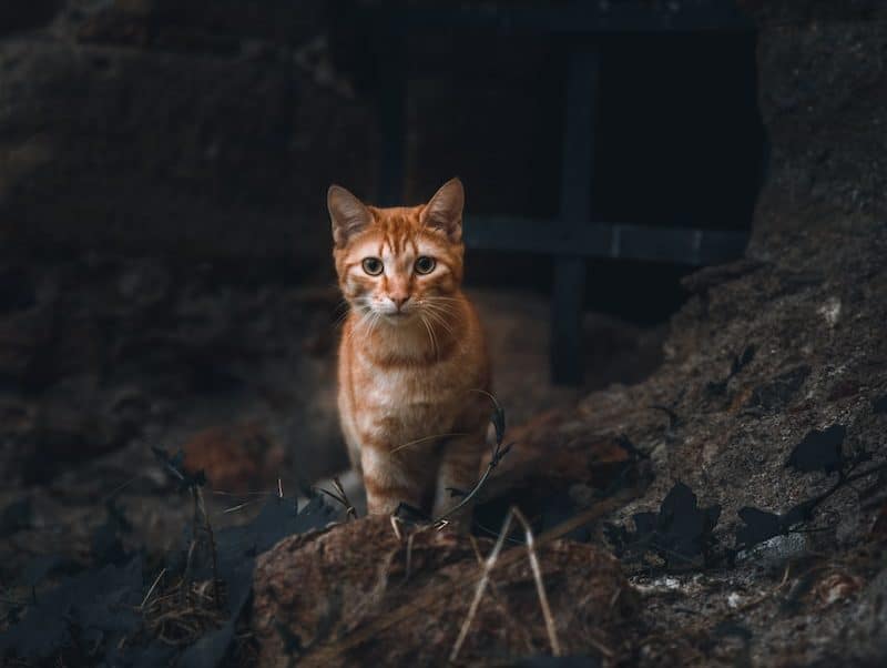 orange tabby cat on brown rock